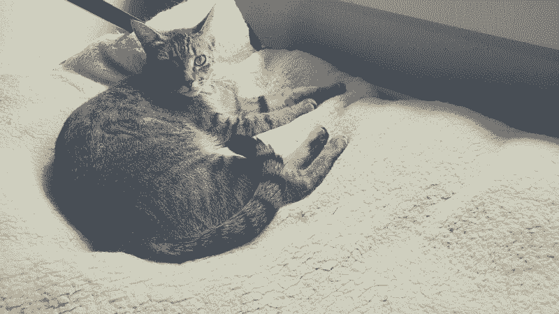 Cat laying on bed next to a window.