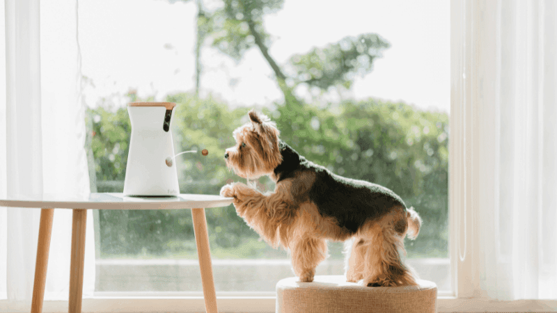 Smart pet feeder furbo with a terrier dog.