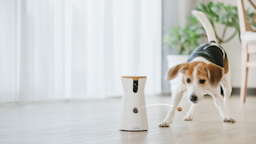 furbo smart pet feeder camera with a beagle dog