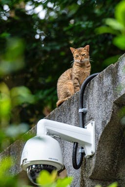 A cat on a wall looking down at a security camera.