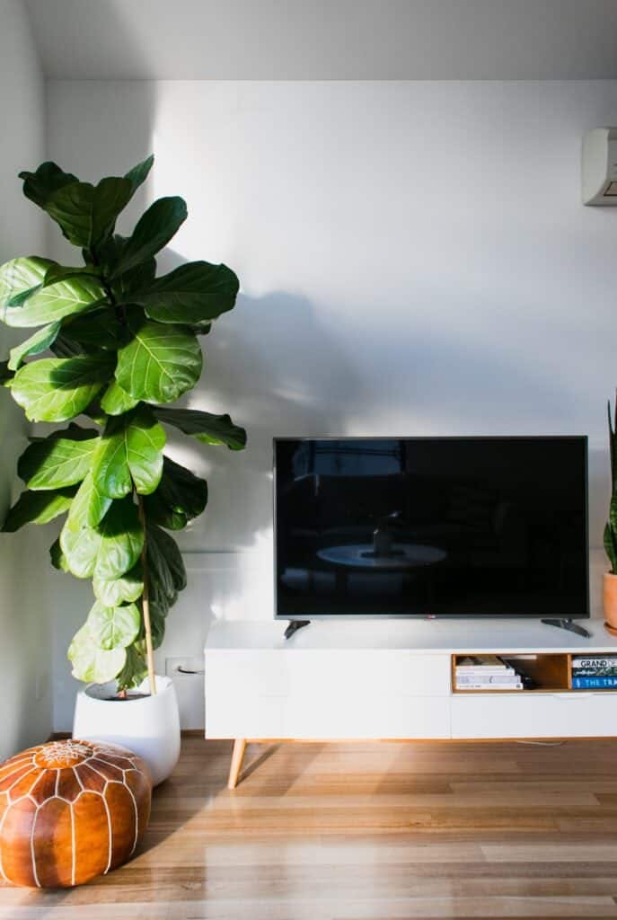 Large plant and TV in living room