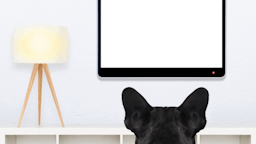 dog watching smart tv in living room