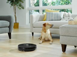 roomba in room with dog
