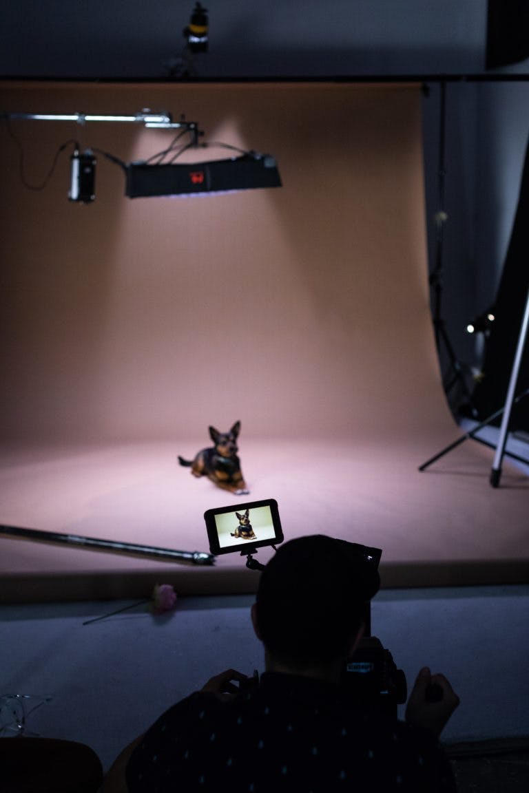 Setting up a photo shoot for a dog