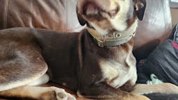 A dog wearing a Halo smart collar.