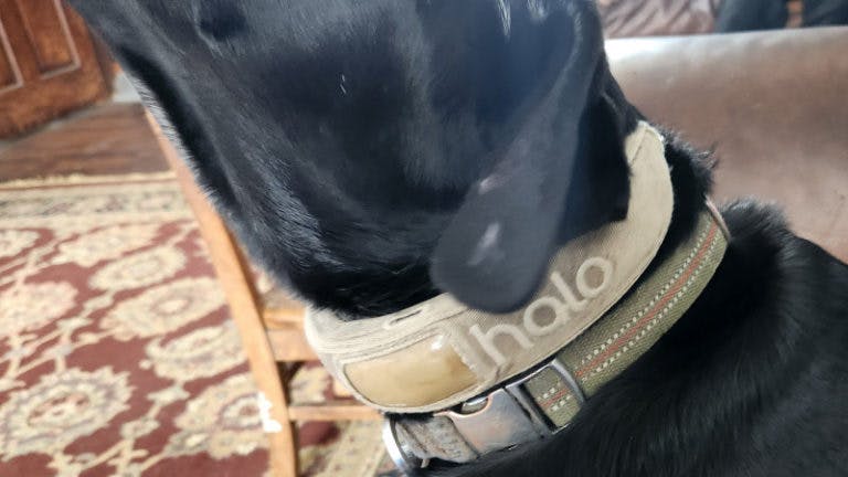 A dog wearing a Halo collar.