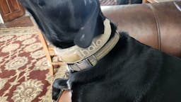 A Halo dog collar on a dog.